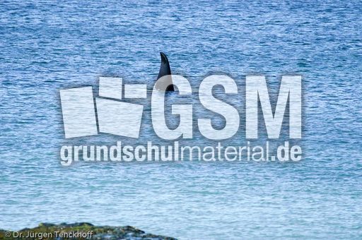 Orca (53 von 59).jpg